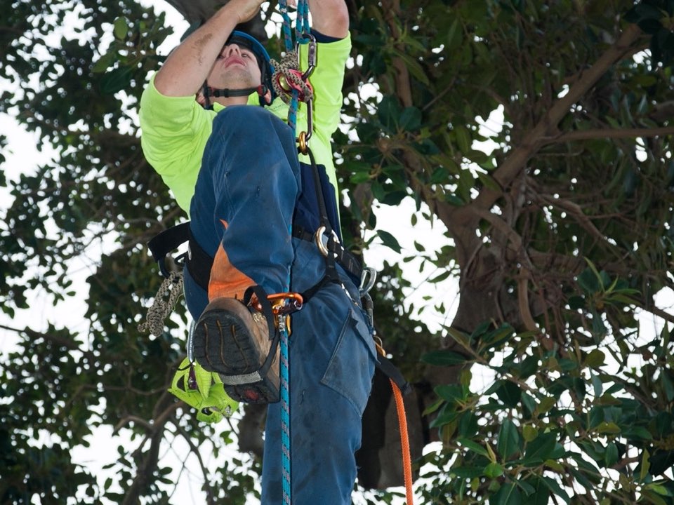 Qualified arborist working in a mature tree during an Enviro Trees UK survey in Conwy