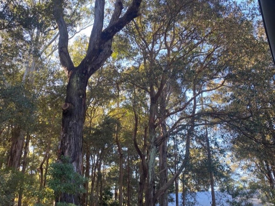 Mature trees in Conwy parkland with a property visible in the background
